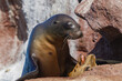 © robertharding - California sea lions display mating behaviors at rookery in Baja California Sur during their breeding season
