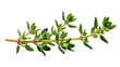 © Hughes - Fresh green thyme sprig with tiny oval leaves and golden stem, beautifully detailed isolated on transparent background