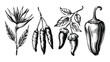 © Tahsina - Vintage botanical illustration of bird of paradise flower and chili peppers, detailed sketch for culinary or natural themes
