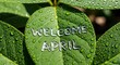 © Anomali - Fresh green leaf with welcome april text and morning dew drops in spring sunlight