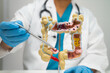 © amazing studio - Intestine, appendix and digestive system, doctor holding anatomy model for study diagnosis and treatment in hospital.