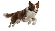 © Isolde - Energetic brown and black Border Collie dog leaping mid-air with focused expression, isolated on transparent background for pet adoption campaigns