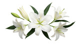 Beautiful white lily flowers and green leaves arranged elegantly, isolated on a transparent background.
