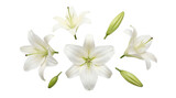 Elegant white lily flowers and fresh green buds artfully scattered, isolated on a transparent background.