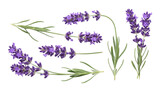 Fresh lavender blossoms and green sprigs, beautifully arranged and isolated on a transparent background.