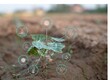 © ประสงค์ฤทธิ์ จันทร์อ - Young plant growing in soil with smart farming technology interface, concept of precision agriculture, innovation and sustainable food production.