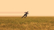 © master1305 - Businessman running forward while tied with red ropes in open field. Concept of limitation pressure struggle, overcoming obstacles, restriction in business growth and personal effort.