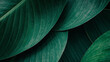 © Magdalena Wojaczek - Close up abstract view of overlapping deep green tropical plant leaves showing natural texture and detailed prominent parallel venation patterns.