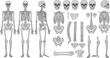 © Sreemoti - Detailed human skeleton anatomy vector illustration including full body views skull ribcage spine and individual bone parts for medical educational use.