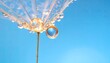 © Suzu - Macro shot of a dandelion seed head covered in water droplets against a blue sky.