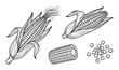 © GoDesigner - Set of corn elements hand drawn vector illustration whole broken cob grains isolated black outline