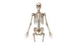 © nara - Human skeleton model isolated on white.