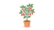© Sharky Studio - Potted Pepper Plant with Red Peppers.