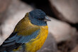 © Valentin - pajaro de montaña posando en rocas