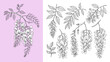 © Digishopppp - A delicate botanical illustration showcases wisteria blossoms and foliage in a minimalist hand drawn style presented in pink and white high quality professional detailed modern elegant