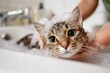 © Xiaoxiao - Person washing cat in elegant white bathroom, soap suds on fur with expressive eyes, serene pet care moment in bathtub.
