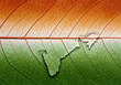 © ziehefzie - National map on leaf background image