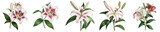 Botanical illustration of lily flowers collection isolated on transparent background