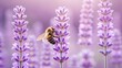 © ALLADI - Honey bee collecting nectar from blooming lavender flowers in soft natural light with organic farming with essential oi