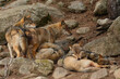 © Ekaterina - Several gray wolves resting together among rocks in natural habitat.