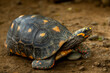 © Tatiana Kashko - red-footed tortoise, Chelonoidis carbonarius, walking through the undergrowth on the dark rain forest floor