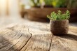 © Laongdaow Duangkaew - Natural wood surface with potted plant and diffused sunlight, organic material integration capturing nature inspired interior detail perfect for wellness design and green living concept