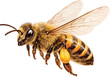 © madebycan - A bee with yellow and black stripes on its body watercolor illustration