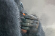 © Ralph Lear - Gorilla hand holding carrot close up with misty background showing strength and dexterity with copy space