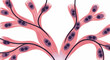 © kol - Microscopic view of branched tissue cells with nuclei and connective fibers