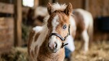 Cute paint miniature horse foal with striking blue eyes standing in a farm stable, high-quality animal photography for veterinary clinic branding and domestic pet care advertising