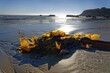 © Michael Rucker/imageBROKER - Brown algae (Phaeophyceae) on the sandy beach, Pacific Coast, Cambria, California, United States