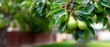 © pvl0707 - Pears hanging on a tree branch in a garden during late spring or early summer gathering food from sunlight