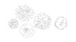 © Sara Studio - Landscape architecture top view tree symbols for site plan drawing and garden arrangement.