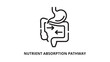 © Relavanto - Minimalist black and white line drawing depicting the nutrient absorption process in the digestive tract. Ideal for educational materials, health blogs, medical presentations, and wellness marketing.