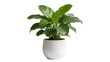 © Dan - Lush green potted plant in a smooth white pot, isolated on transparent background