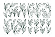 © елена калиничева - Lily of the valley flowers shown in delicate line art on a white background, forming a botanical concept of natural elegance