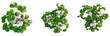 © DH Tree Stock - Fragaria tree plan, top view, cutout, transparent background, isolate, Ripe strawberries with green leaves, close-up view, summer harvest, fresh berries, food photography