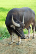 © Полина Яновская - A calm water buffalo stands on a rural path beside vibrant rice fields, showcasing traditional agriculture and peaceful countryside life in Southeast Asia.