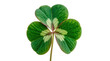 © Abir - Four leaf clover with white center and stem green isolated on a transparent background