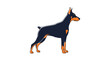 © Rabby - Profile view of a powerful doberman pinscher dog standing in a proud posture isolated on a plain white background.