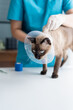 © Charlie's - Vet surgeon. Siamese Cat on examination table of veterinarian clinic. Veterinary care. Vet doctor and Siamese cat