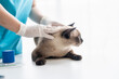 © Charlie's - Vet surgeon. Siamese Cat on examination table of veterinarian clinic. Veterinary care. Vet doctor and Siamese cat