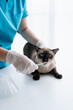 © Charlie's - Vet surgeon. Siamese Cat on examination table of veterinarian clinic. Veterinary care. Vet doctor and Siamese cat