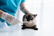 © Charlie's - Vet surgeon. Siamese Cat on examination table of veterinarian clinic. Veterinary care. Vet doctor and Siamese cat