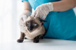 © Charlie's - Vet surgeon. Siamese Cat on examination table of veterinarian clinic. Veterinary care. Vet doctor and Siamese cat