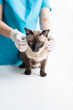 © Charlie's - Vet surgeon. Siamese Cat on examination table of veterinarian clinic. Veterinary care. Vet doctor and Siamese cat