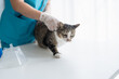 © Charlie's - veterinarian examining disabled three legged cat on examination table at veterinary clinic showing special needs pet care and compassion