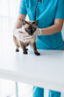 © Charlie's - Vet surgeon. Siamese Cat on examination table of veterinarian clinic. Veterinary care. Vet doctor and Siamese cat