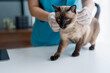 © Charlie's - Vet surgeon. Siamese Cat on examination table of veterinarian clinic. Veterinary care. Vet doctor and Siamese cat