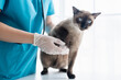© Charlie's - Vet surgeon. Siamese Cat on examination table of veterinarian clinic. Veterinary care. Vet doctor and Siamese cat